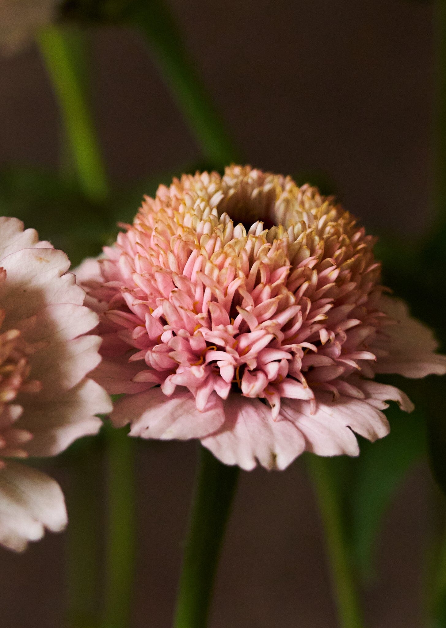 Frøkenhat 'Zinderella Lilac' Seed 