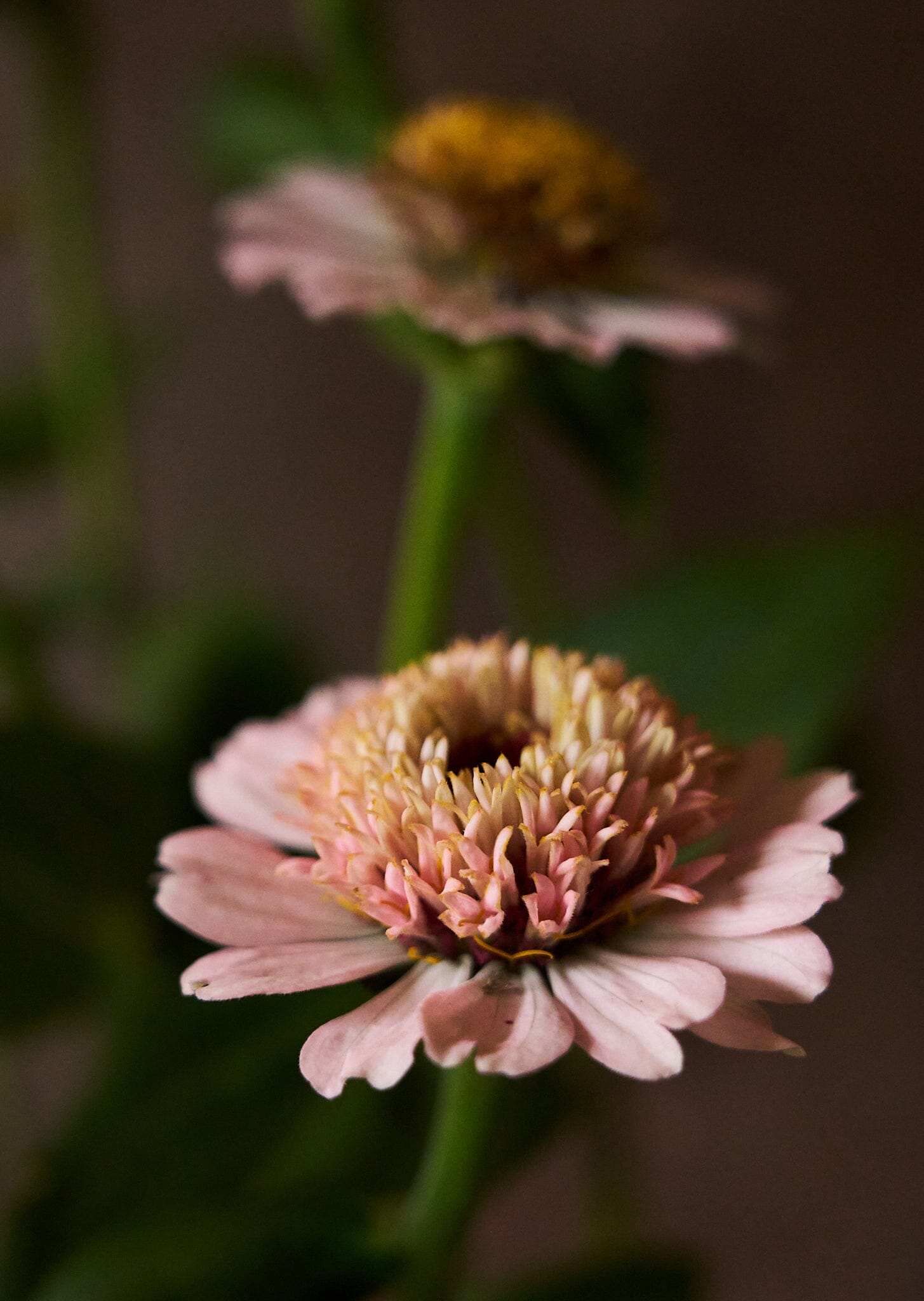 Frøkenhat 'Zinderella Lilac' Seed 