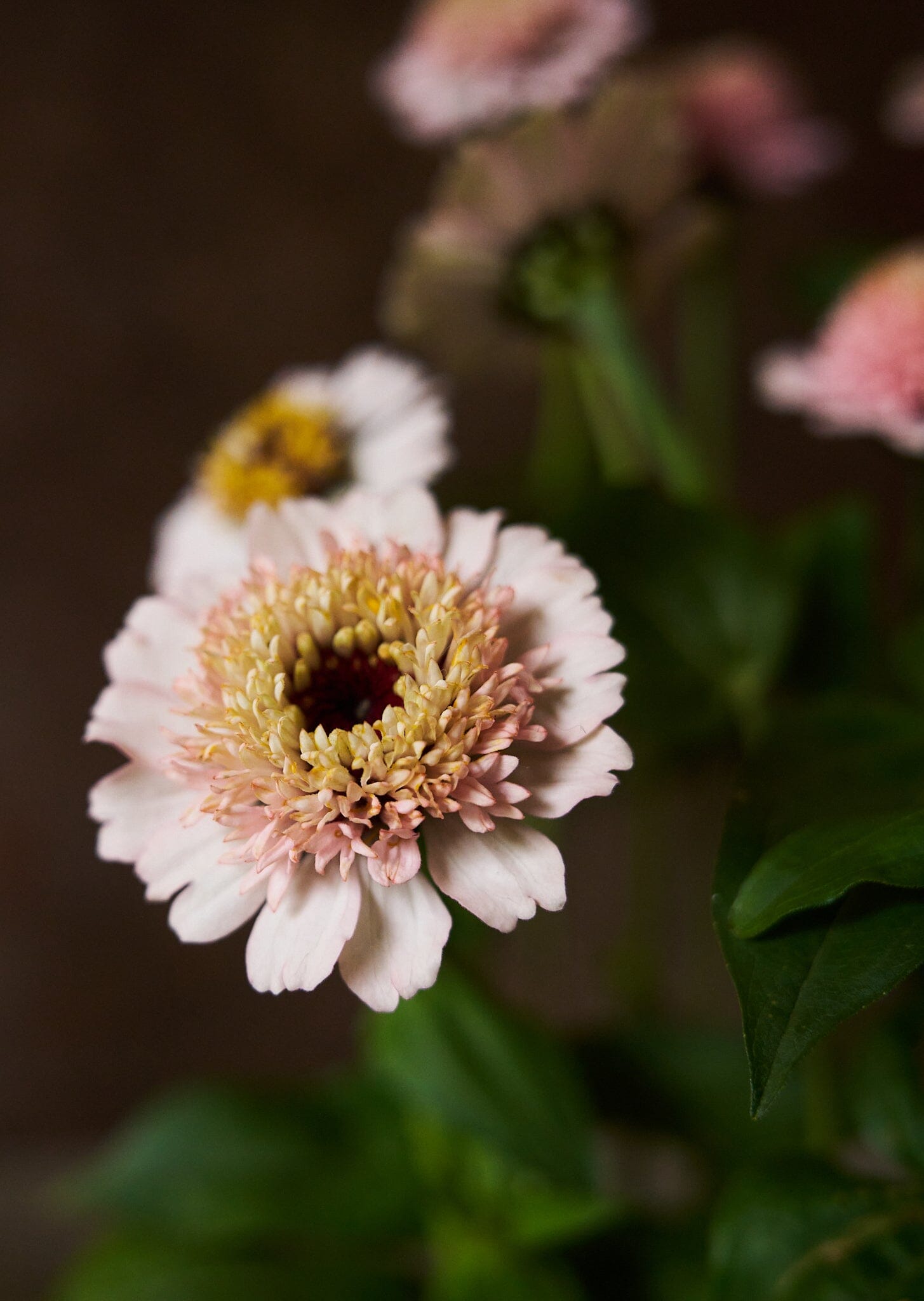 Frøkenhat 'Zinderella Lilac' Seed 