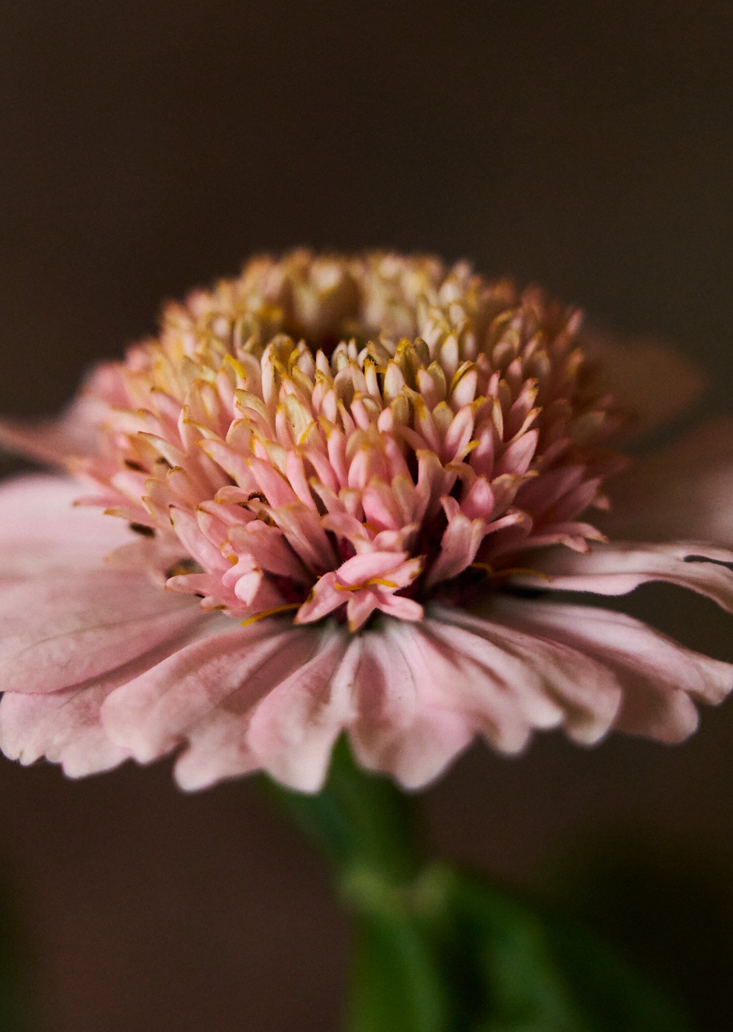 Frøkenhat 'Zinderella Lilac' Seed 