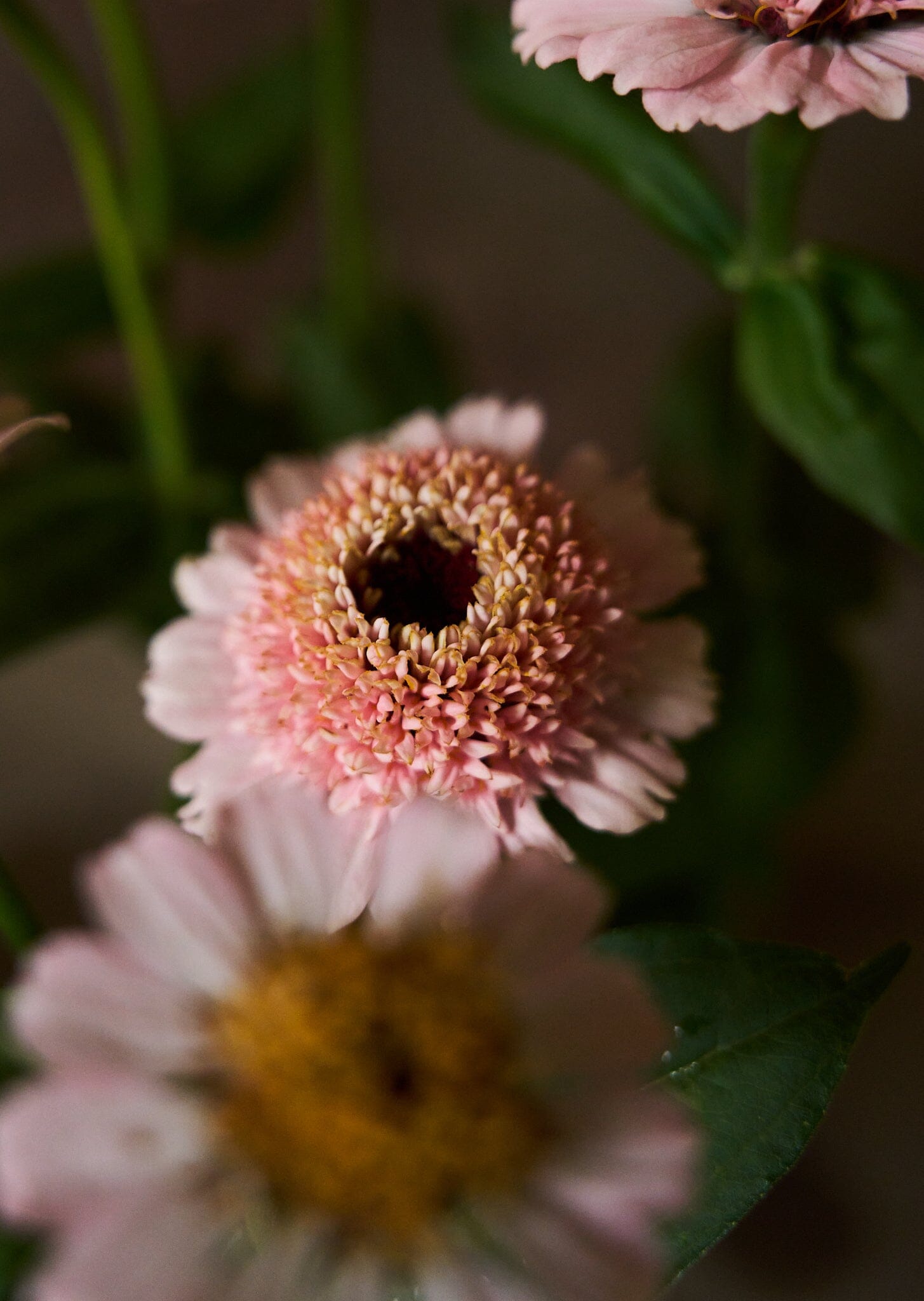 Frøkenhat 'Zinderella Lilac' Seed 