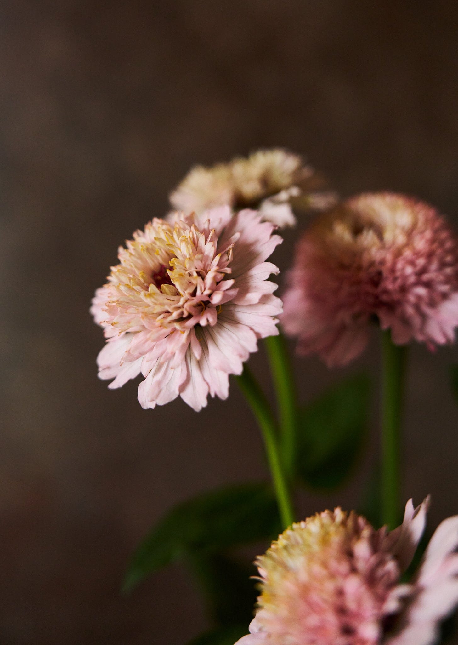 Frøkenhat 'Zinderella Lilac' Seed 