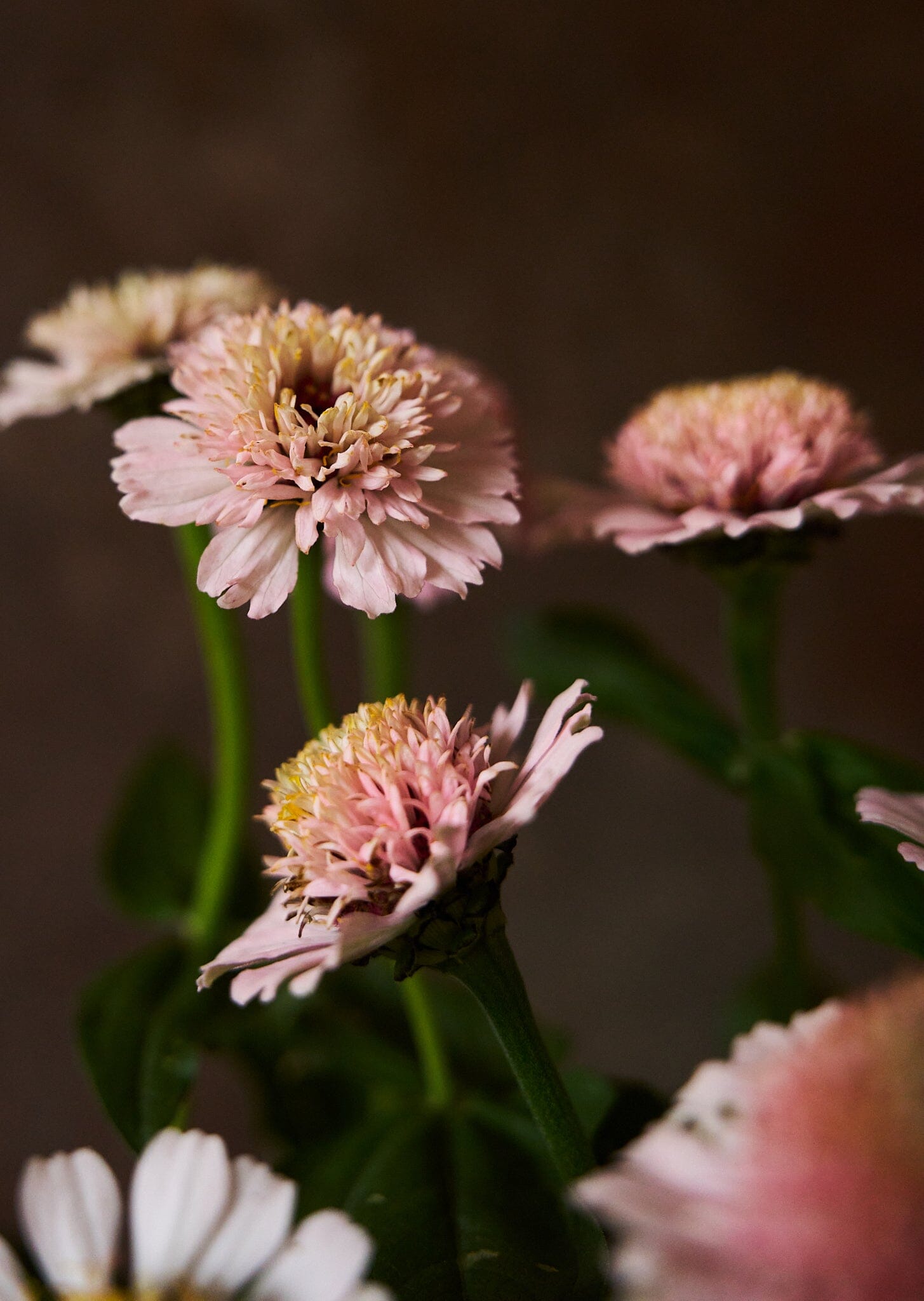 Frøkenhat 'Zinderella Lilac' Seed 