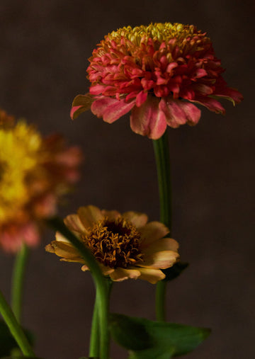 Frøkenhat 'Zinderella Peach' Seed 