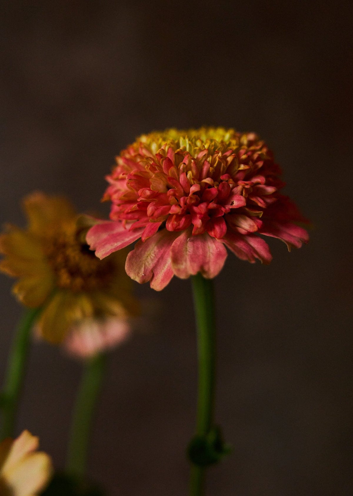 Frøkenhat 'Zinderella Peach' Seed 