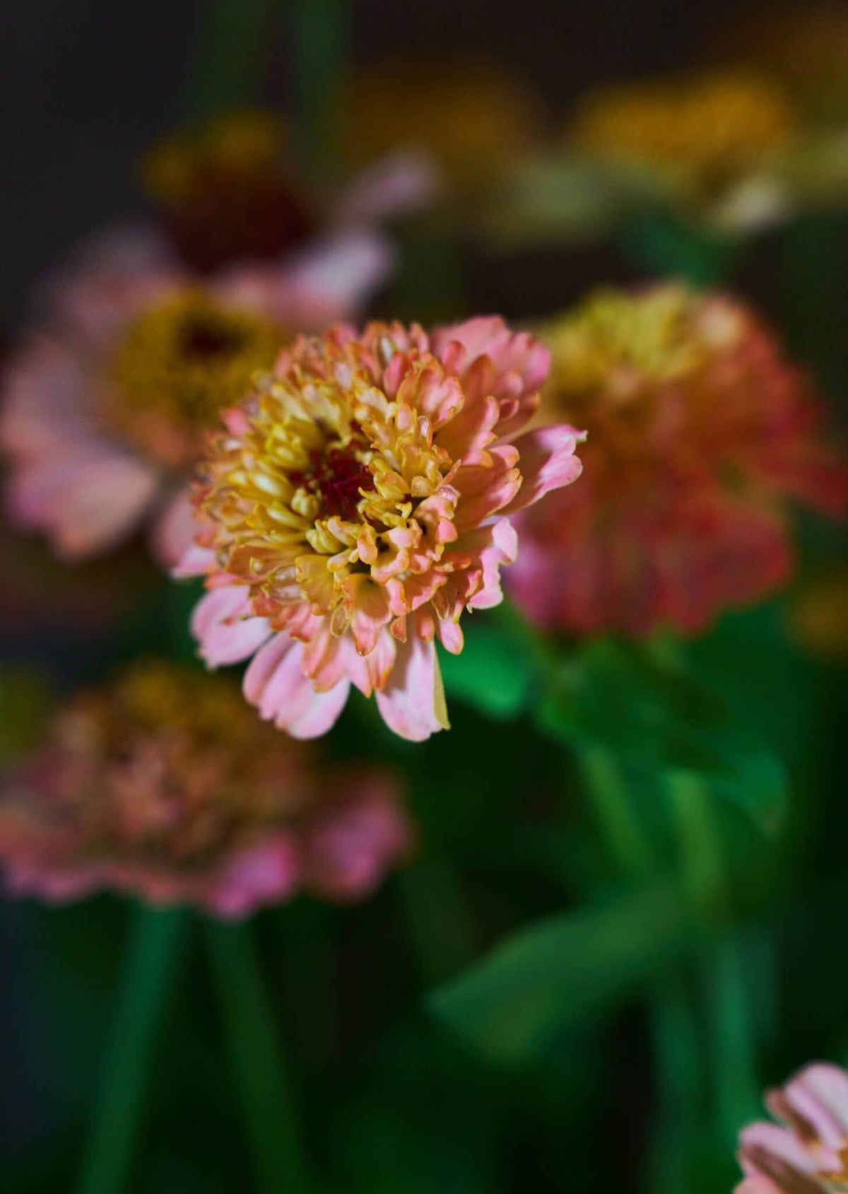 Frøkenhat 'Zinderella Peach' Seed 