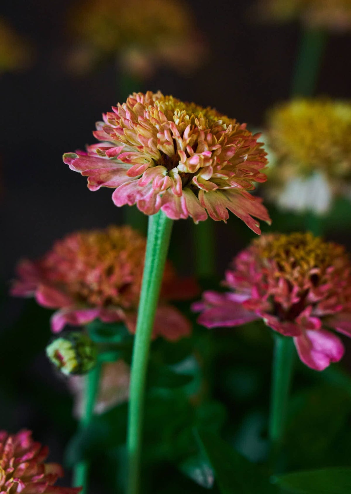 Frøkenhat 'Zinderella Peach' Seed 
