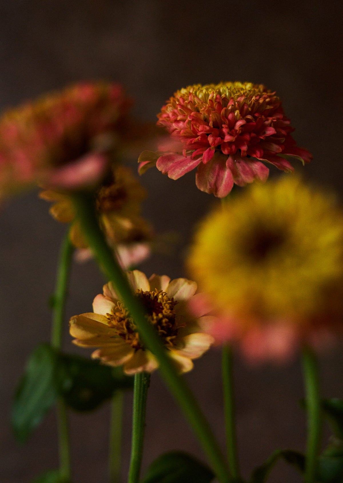 Frøkenhat 'Zinderella Peach' Seed 