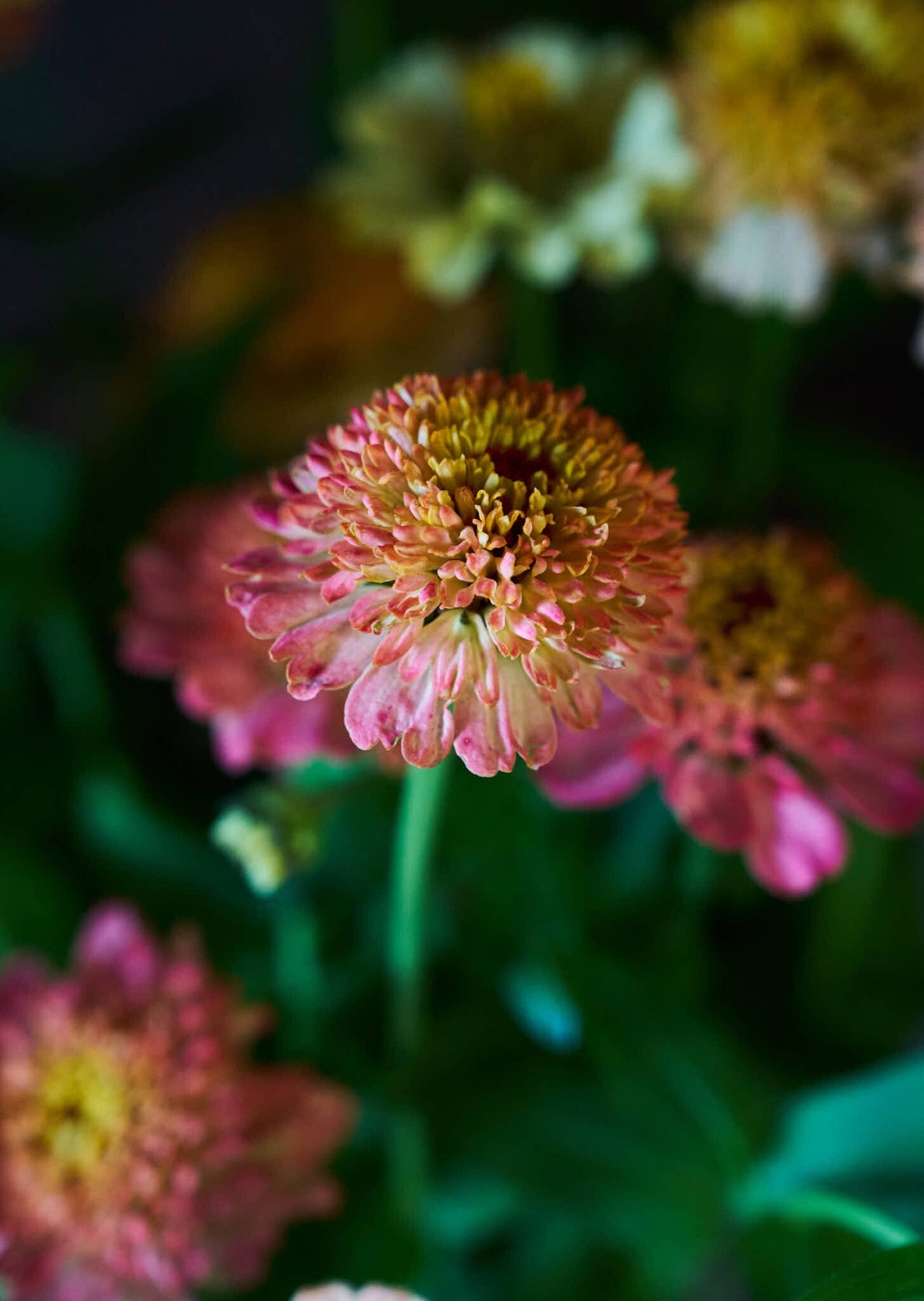 Frøkenhat 'Zinderella Peach' Seed 