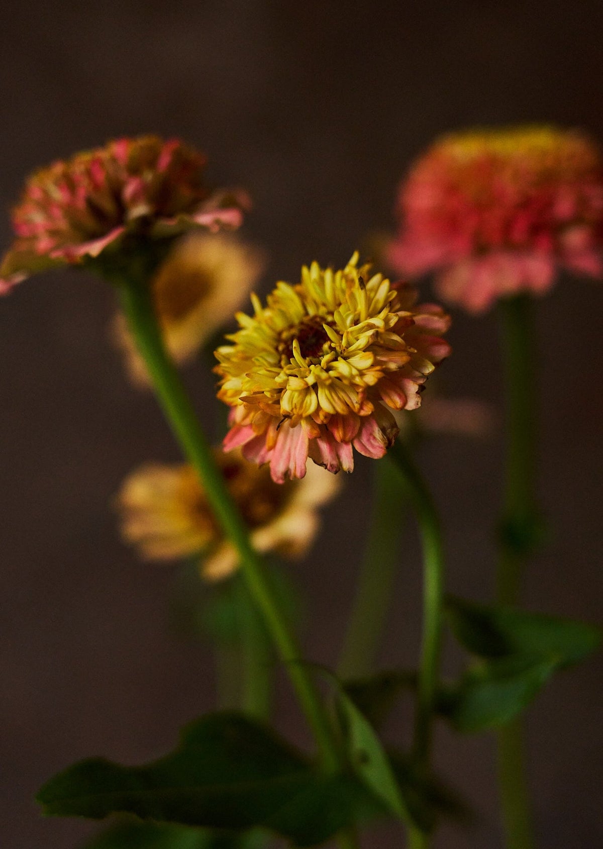 Frøkenhat 'Zinderella Peach' Seed 