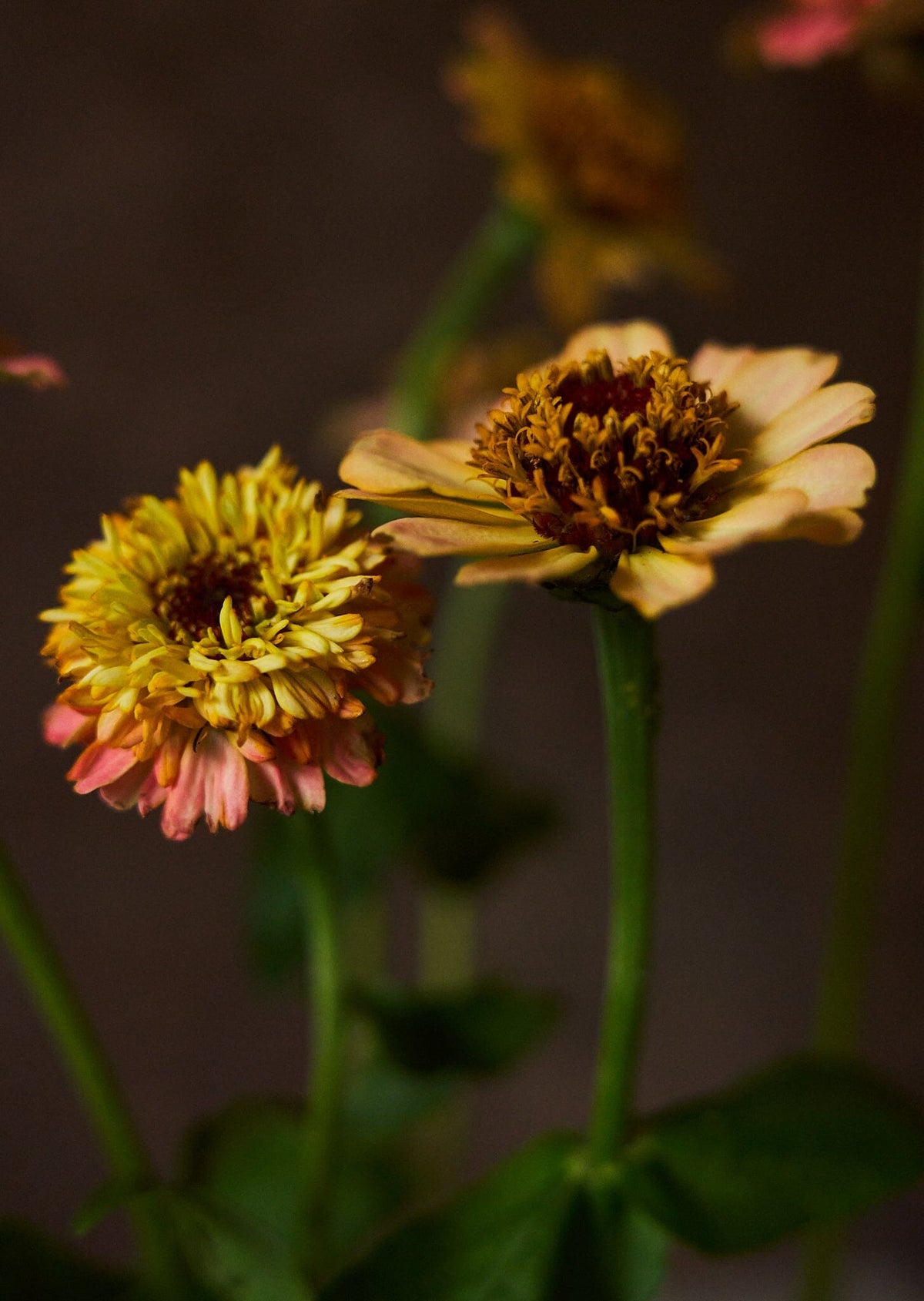 Frøkenhat 'Zinderella Peach' Seed 