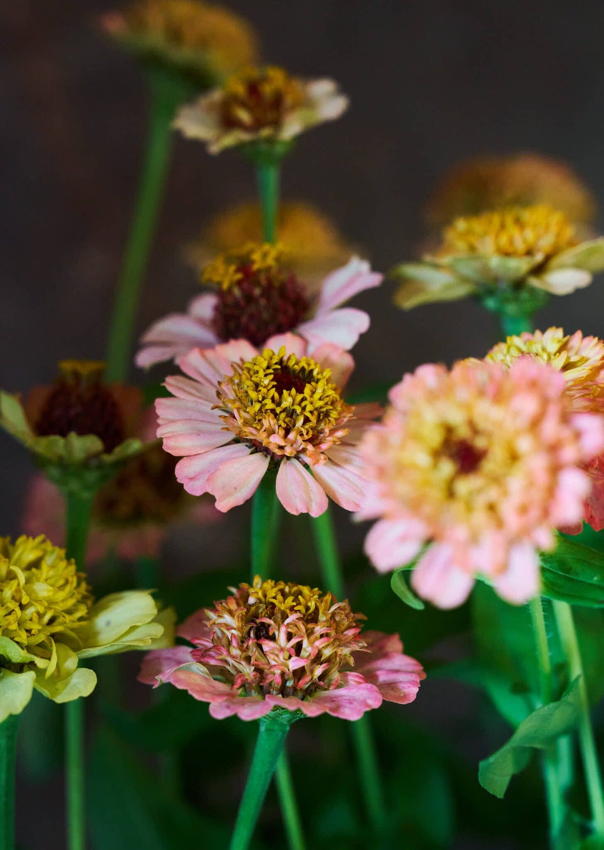 Frøkenhat 'Zinderella Peach' Seed 