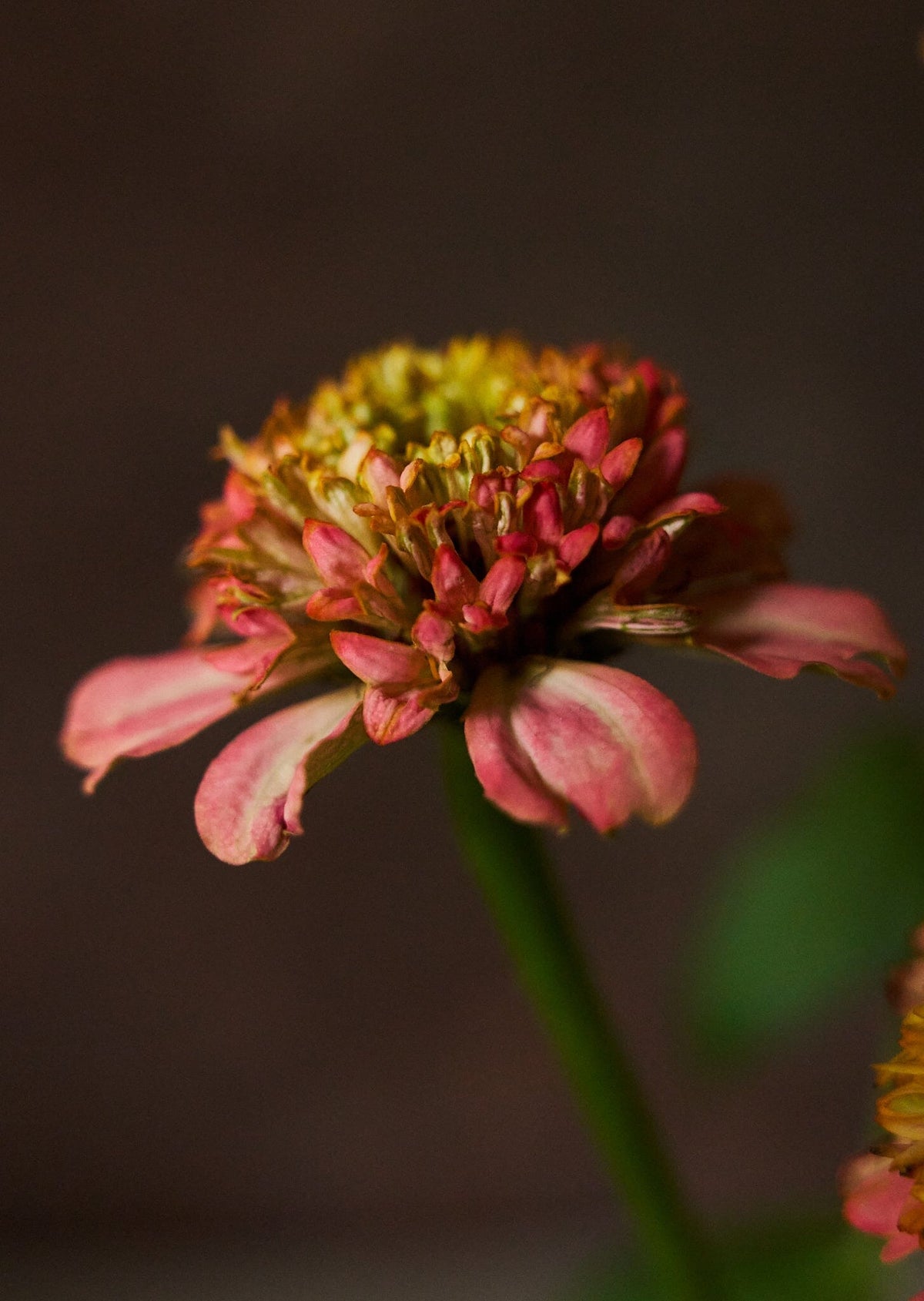 Frøkenhat 'Zinderella Peach' Seed 