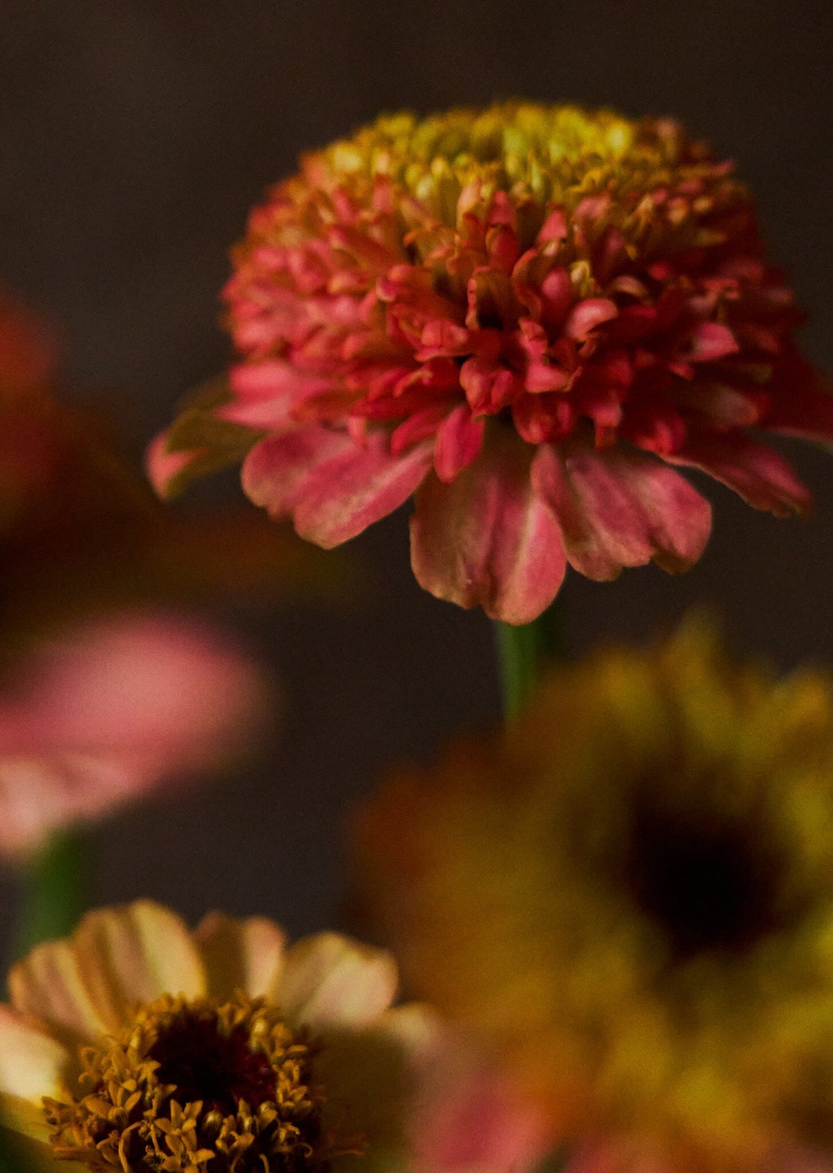 Frøkenhat 'Zinderella Peach' Seed 