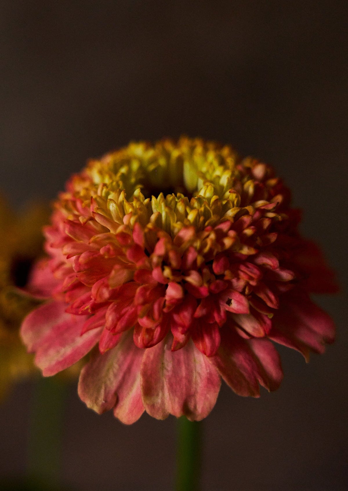 Frøkenhat 'Zinderella Peach' Seed 