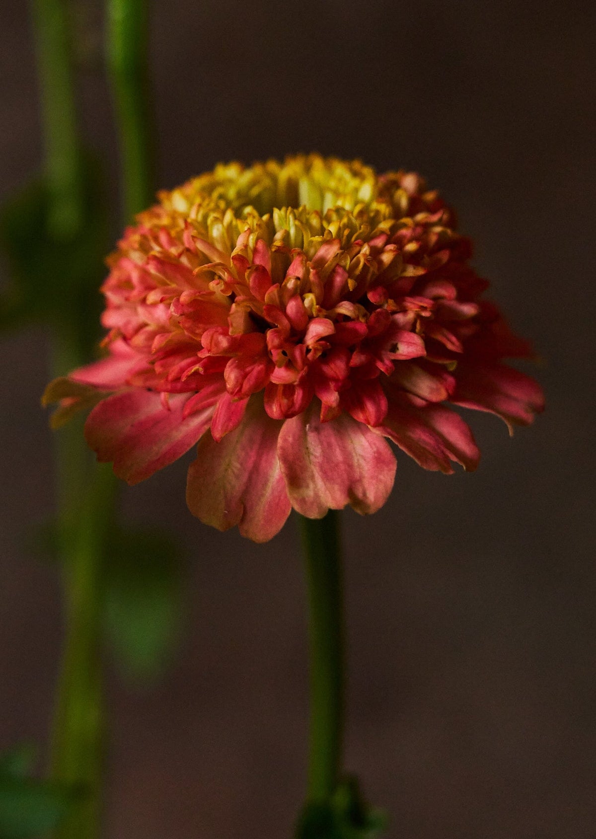 Frøkenhat 'Zinderella Peach' Seed 