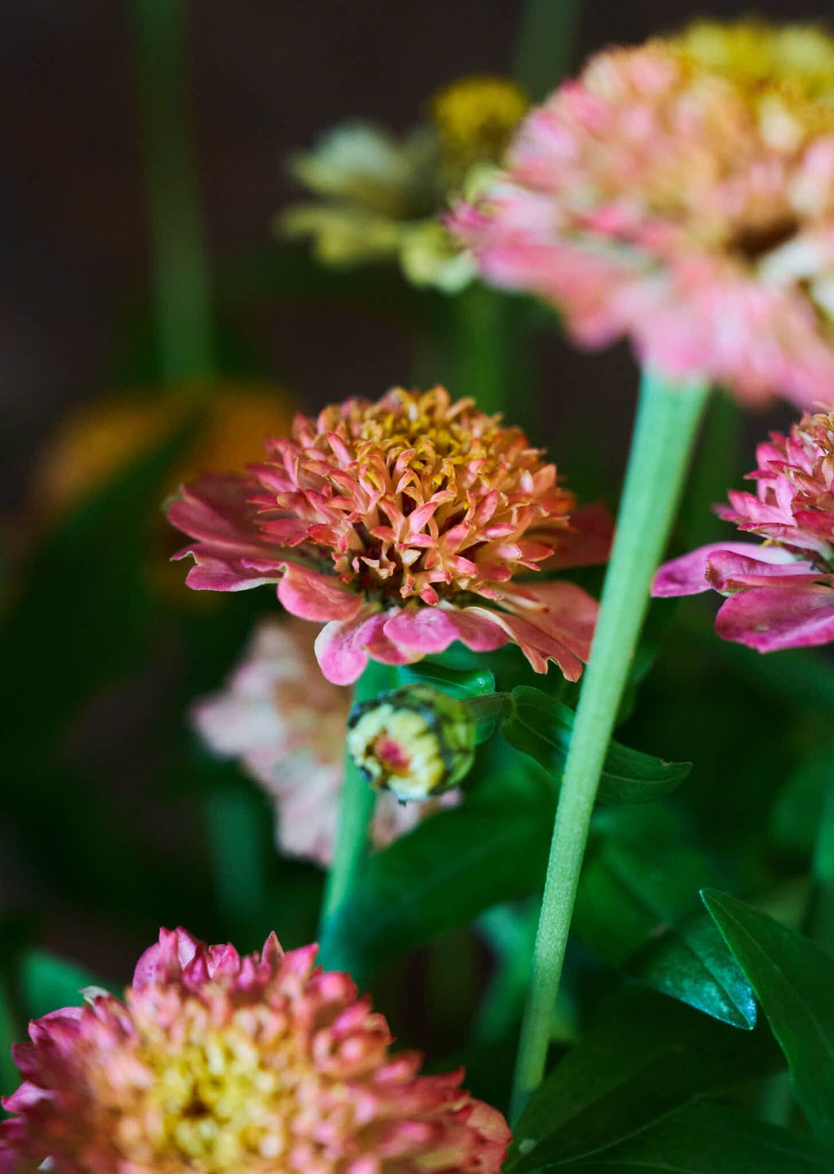 Frøkenhat 'Zinderella Peach' Seed 