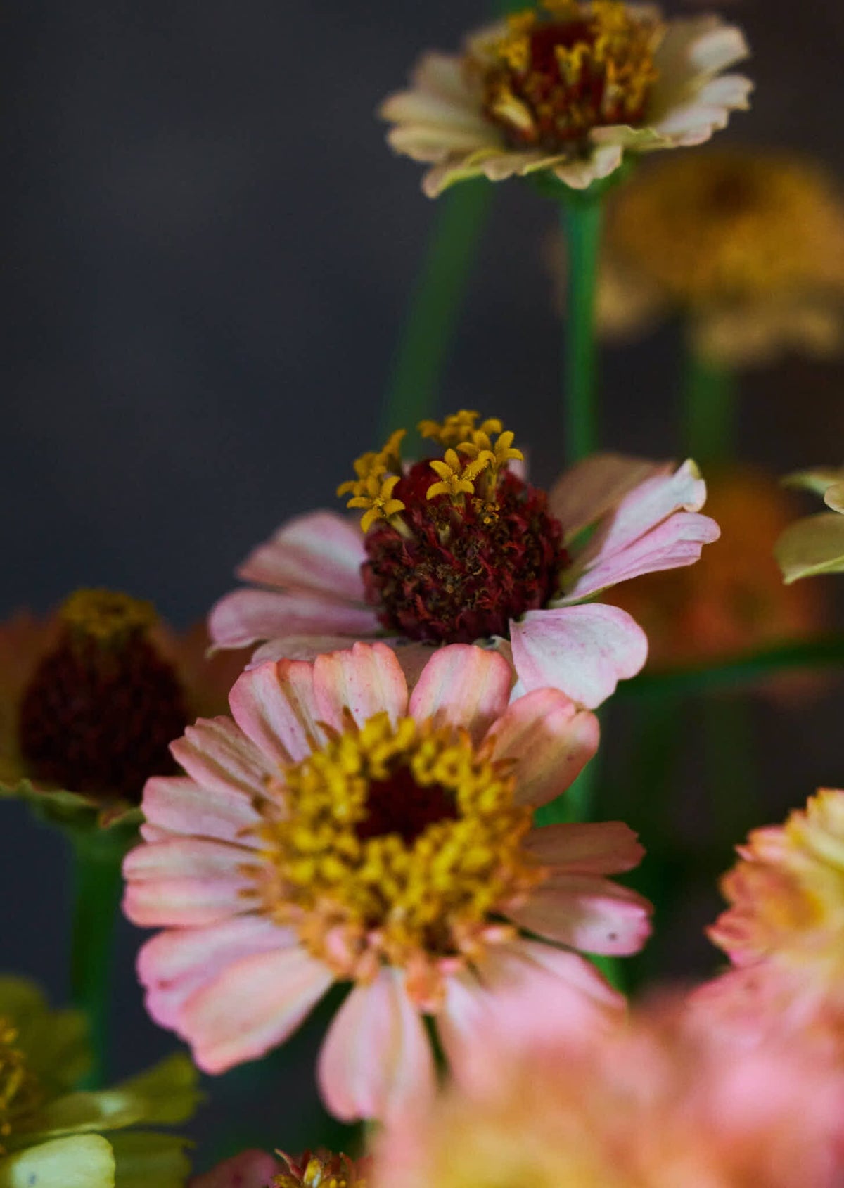 Frøkenhat 'Zinderella Peach' Seed 