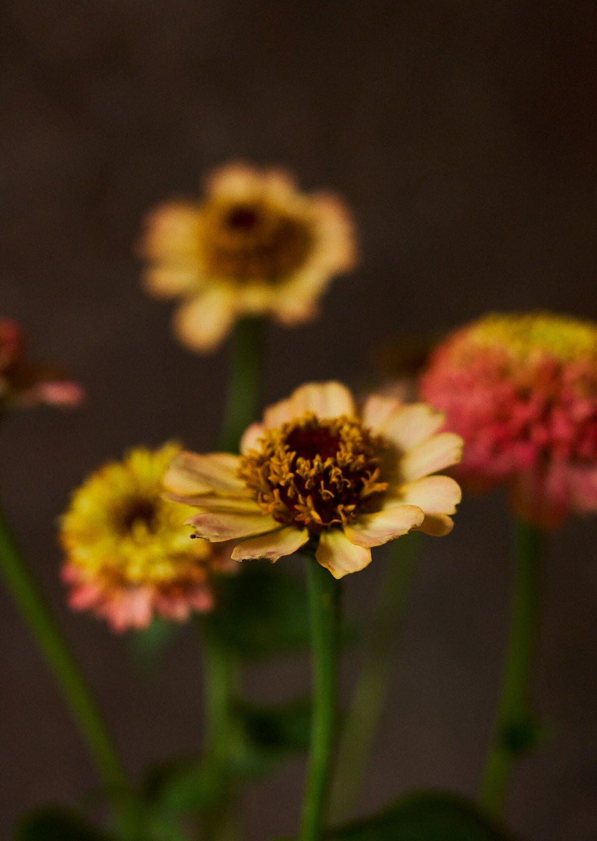 Frøkenhat 'Zinderella Peach' Seed 