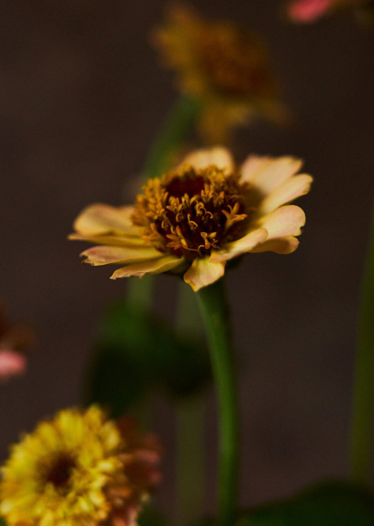 Frøkenhat 'Zinderella Peach' Seed 