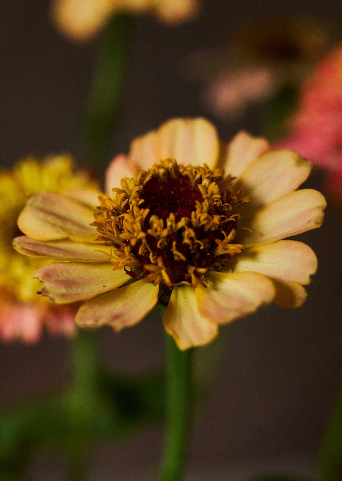 Frøkenhat 'Zinderella Peach' Seed 