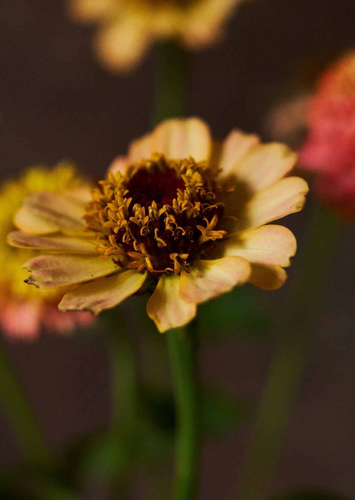 Frøkenhat 'Zinderella Peach' Seed 