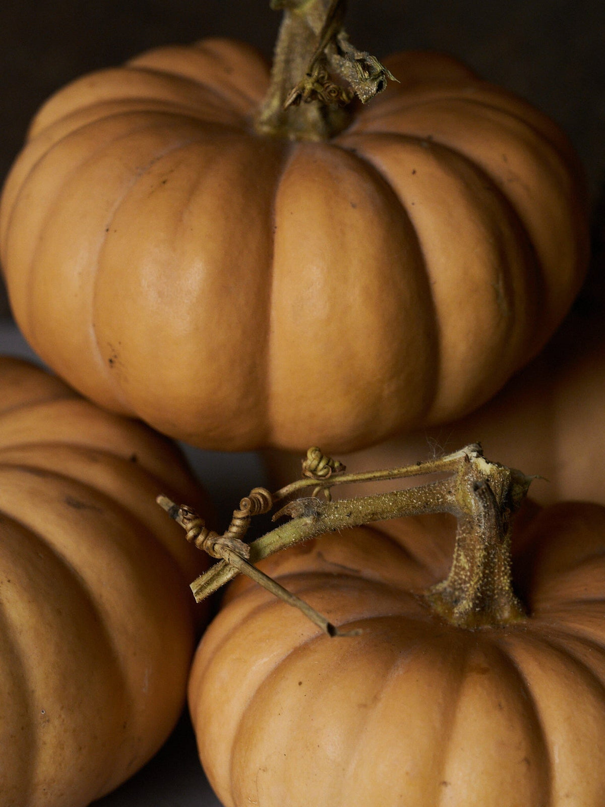 Græskar 'Autumn Crown' Seed 