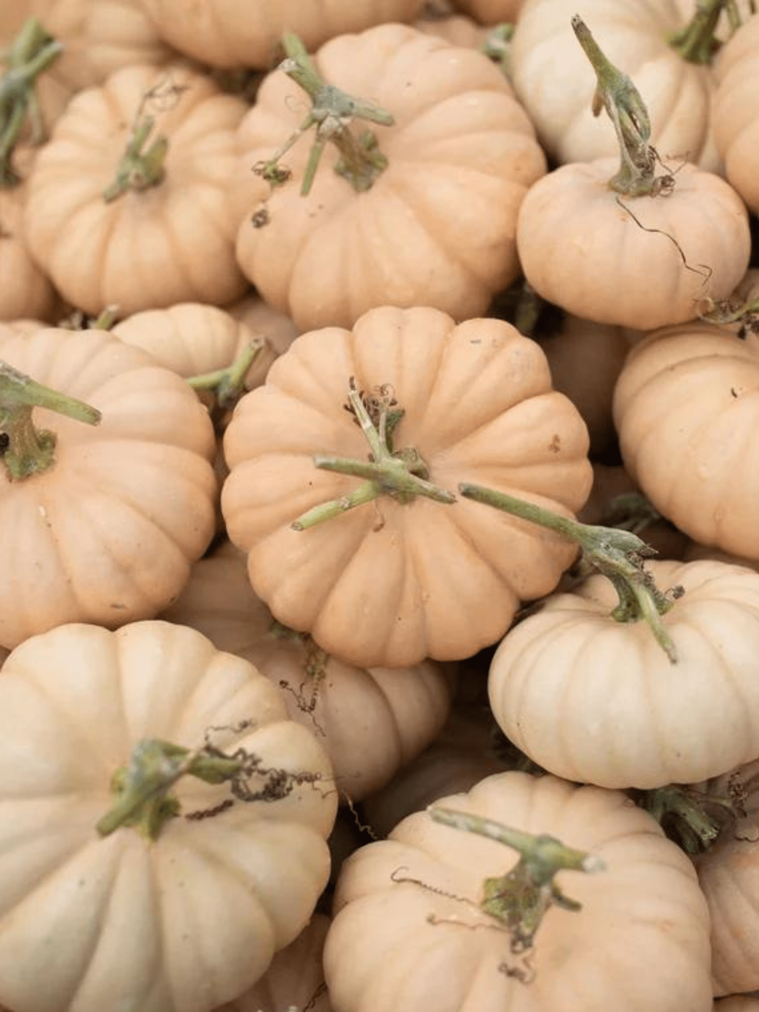 Græskar 'Autumn Crown' Seed 