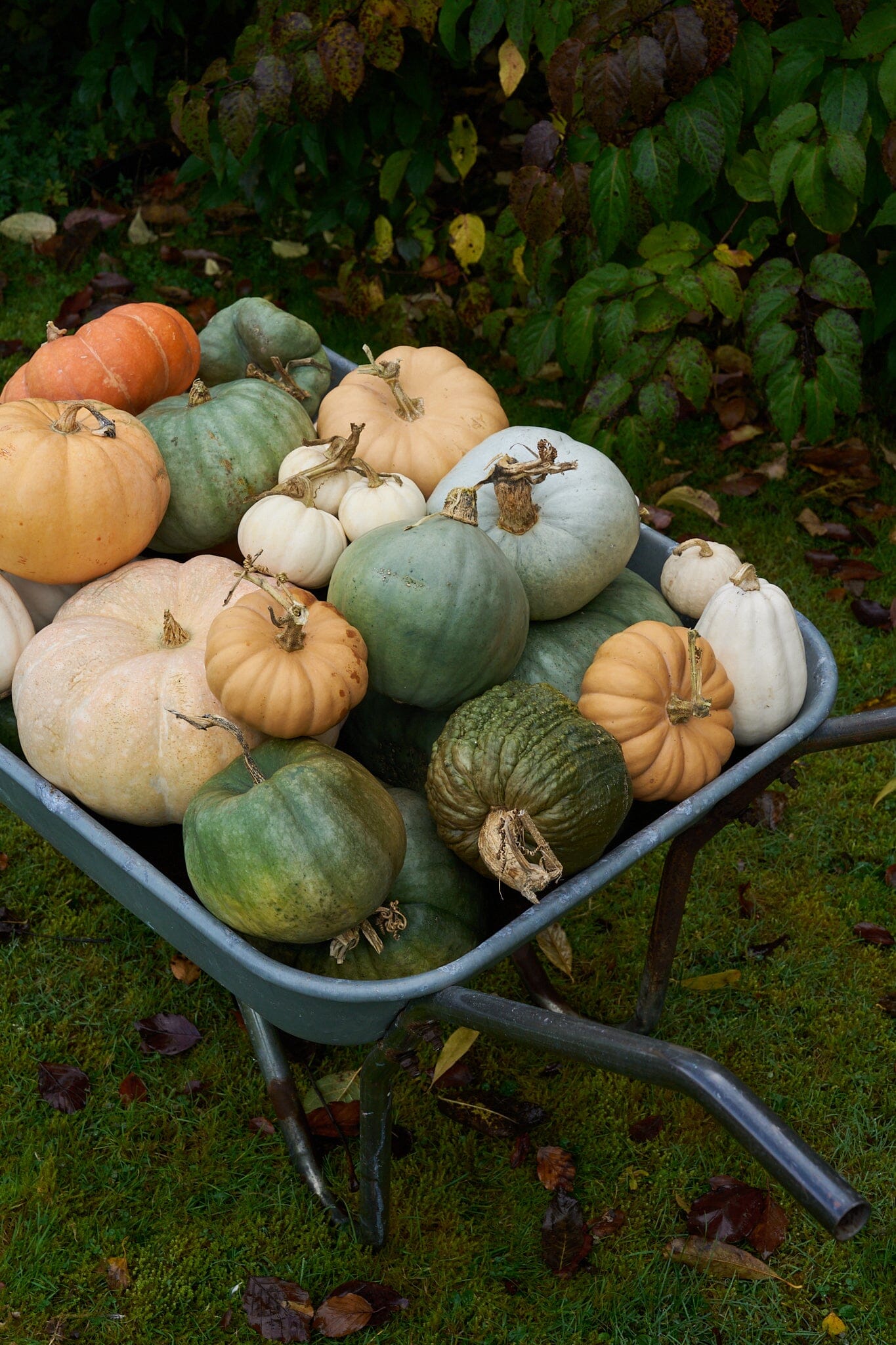 Græskar 'Buen Gusto' Seed 