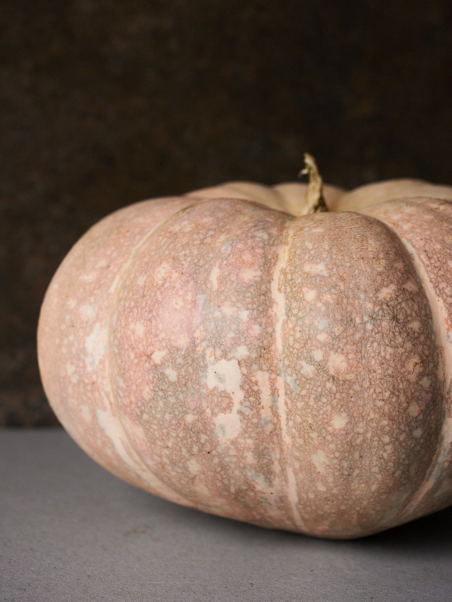 Græskar 'Porcelain Doll F1' Seed 