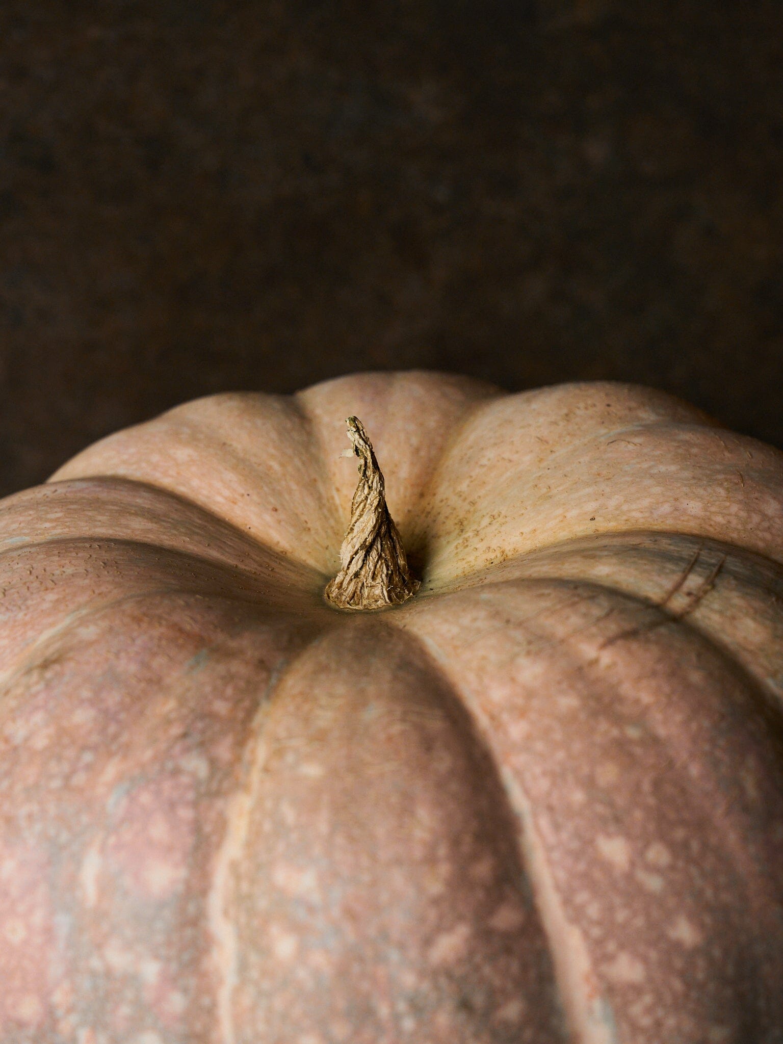 Græskar 'Porcelain Doll F1' Seed 