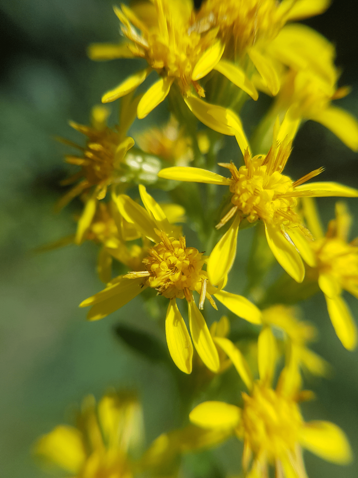 Gyldenris, almindelig Seed 