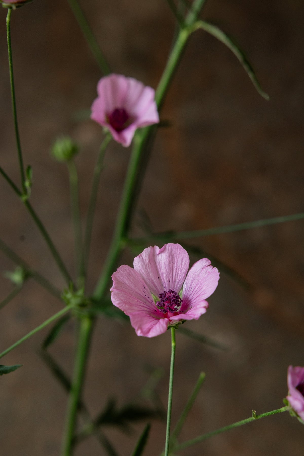 Hampstokrose Seed 