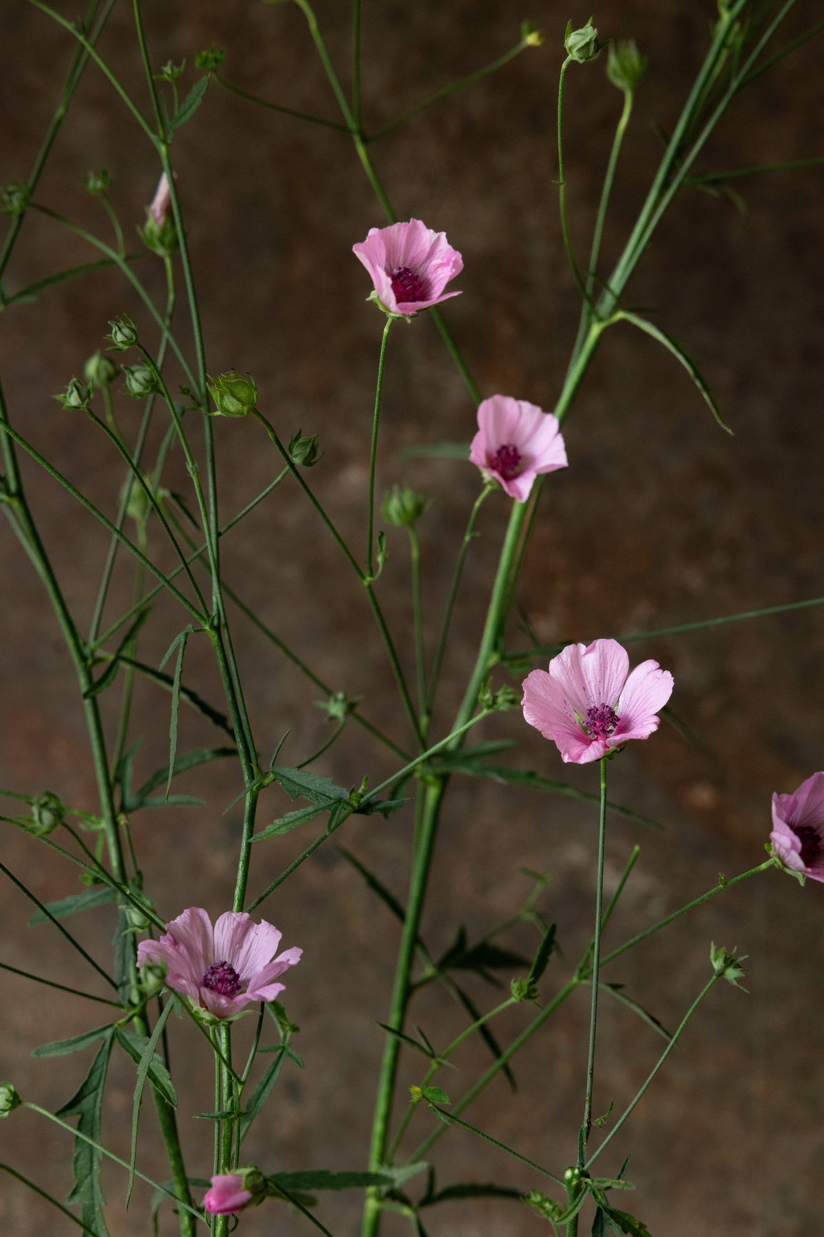 Hampstokrose Seed 