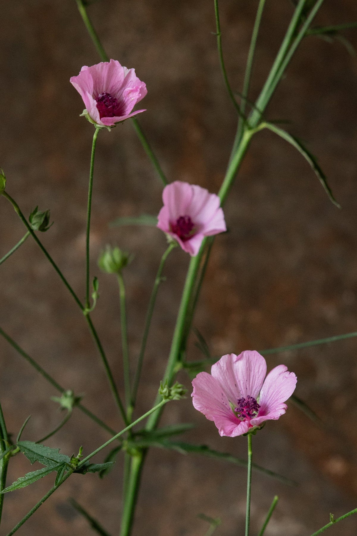 Hampstokrose Seed 