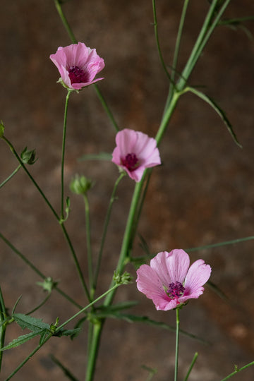 Hampstokrose Seed 