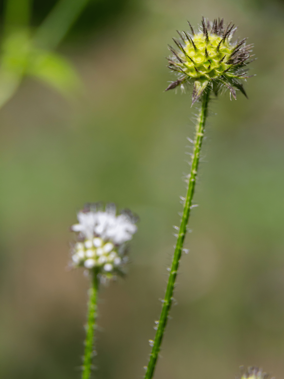 Håret Kartebolle Seed 