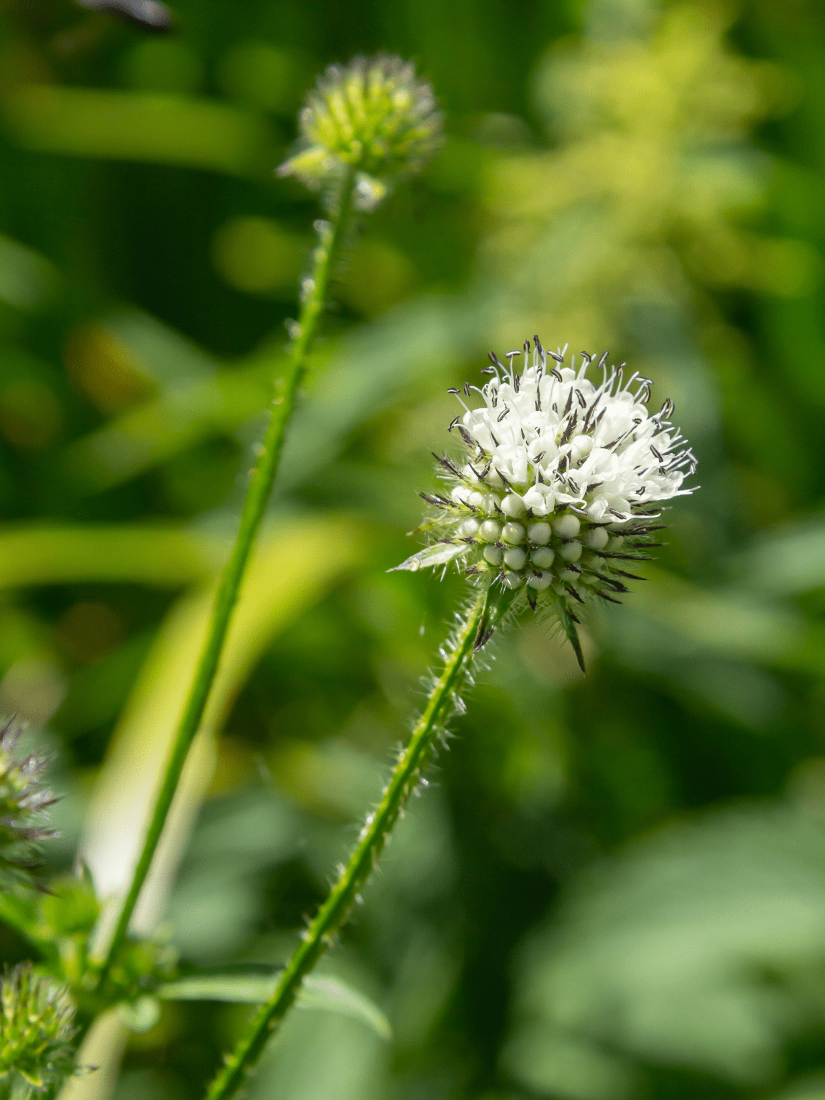 Håret Kartebolle Seed 