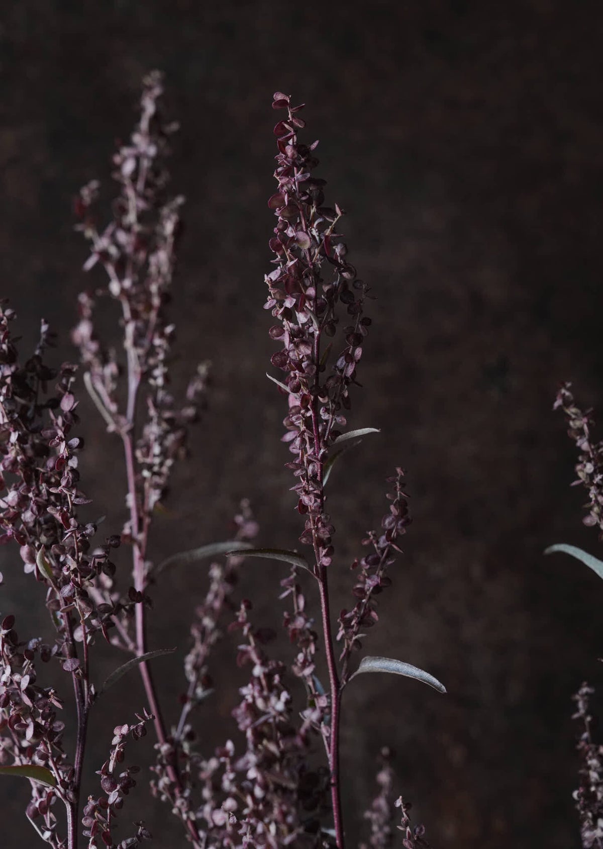 Havemælde 'Copper Plume' Seed 