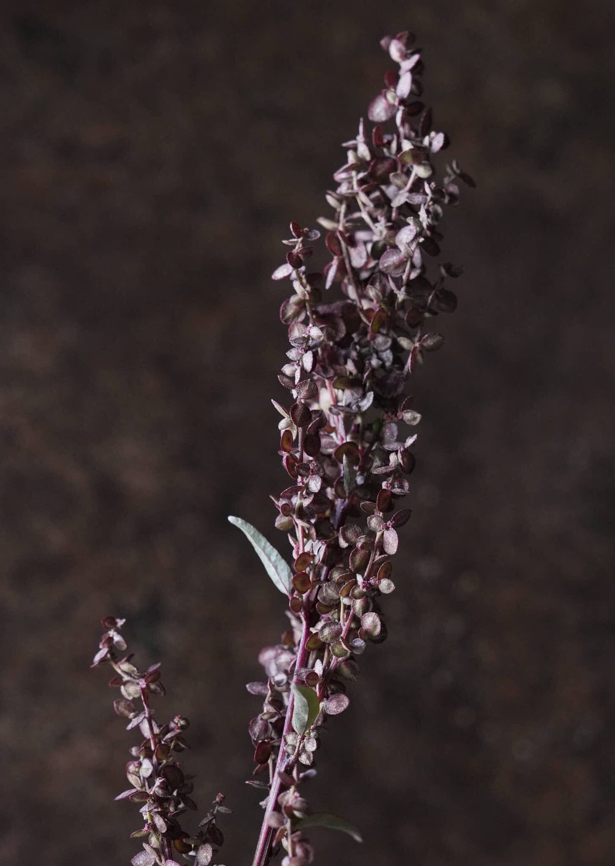 Havemælde 'Copper Plume' Seed 