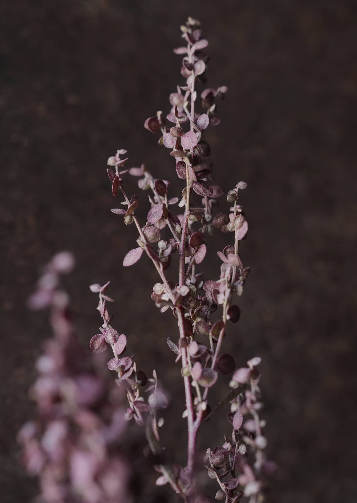 Havemælde 'Copper Plume' Seed 