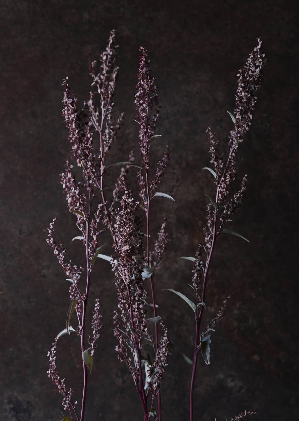 Havemælde 'Copper Plume' Seed 