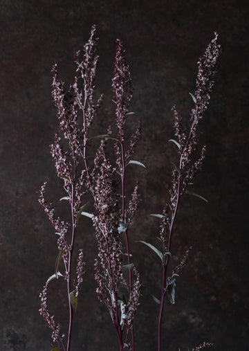 Havemælde 'Copper Plume' Seed 