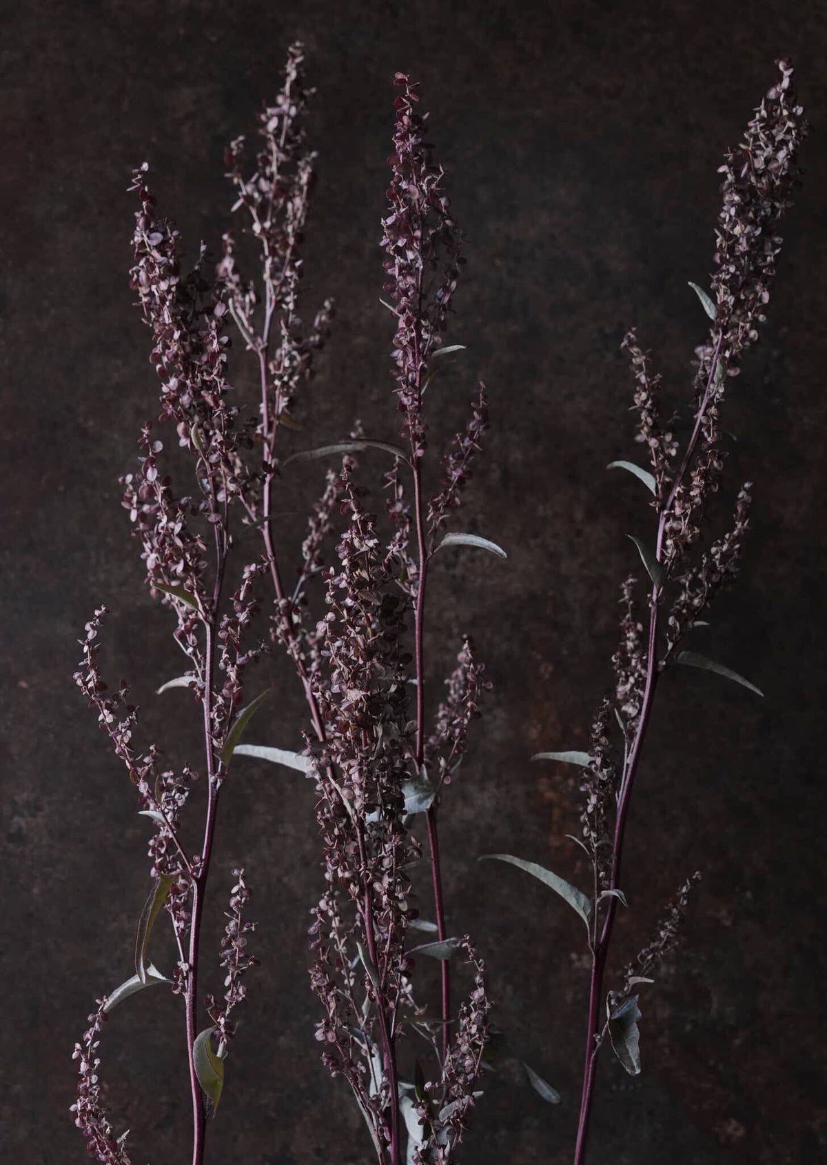 Havemælde 'Copper Plume' Seed 