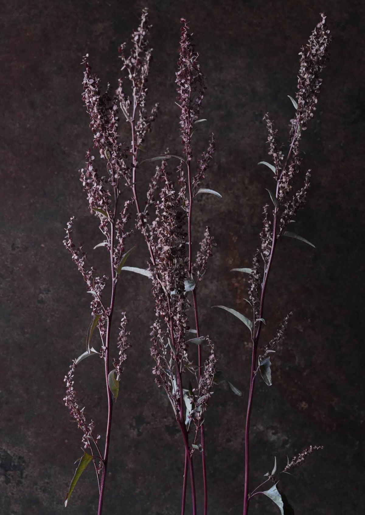 Havemælde 'Copper Plume' Seed 