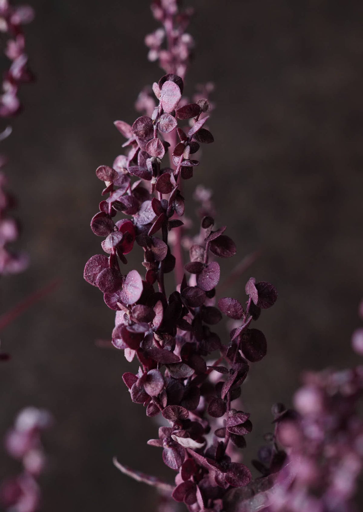 Havemælde 'Red Plume' Seed 