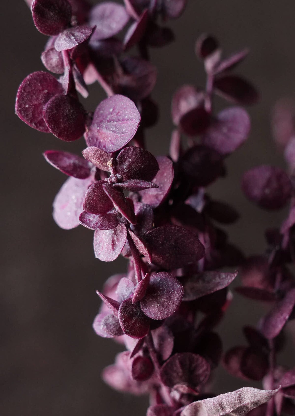 Havemælde 'Red Plume' Seed 