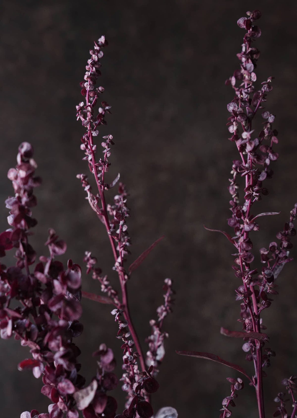 Havemælde 'Red Plume' Seed 