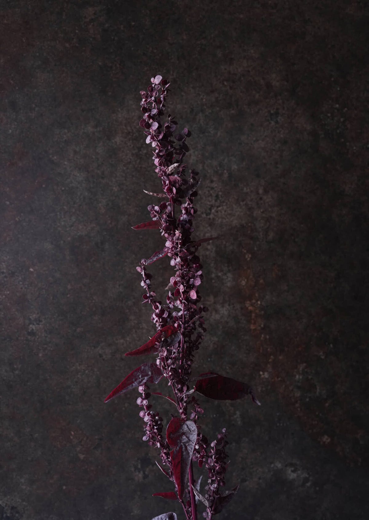 Havemælde 'Red Plume' Seed 