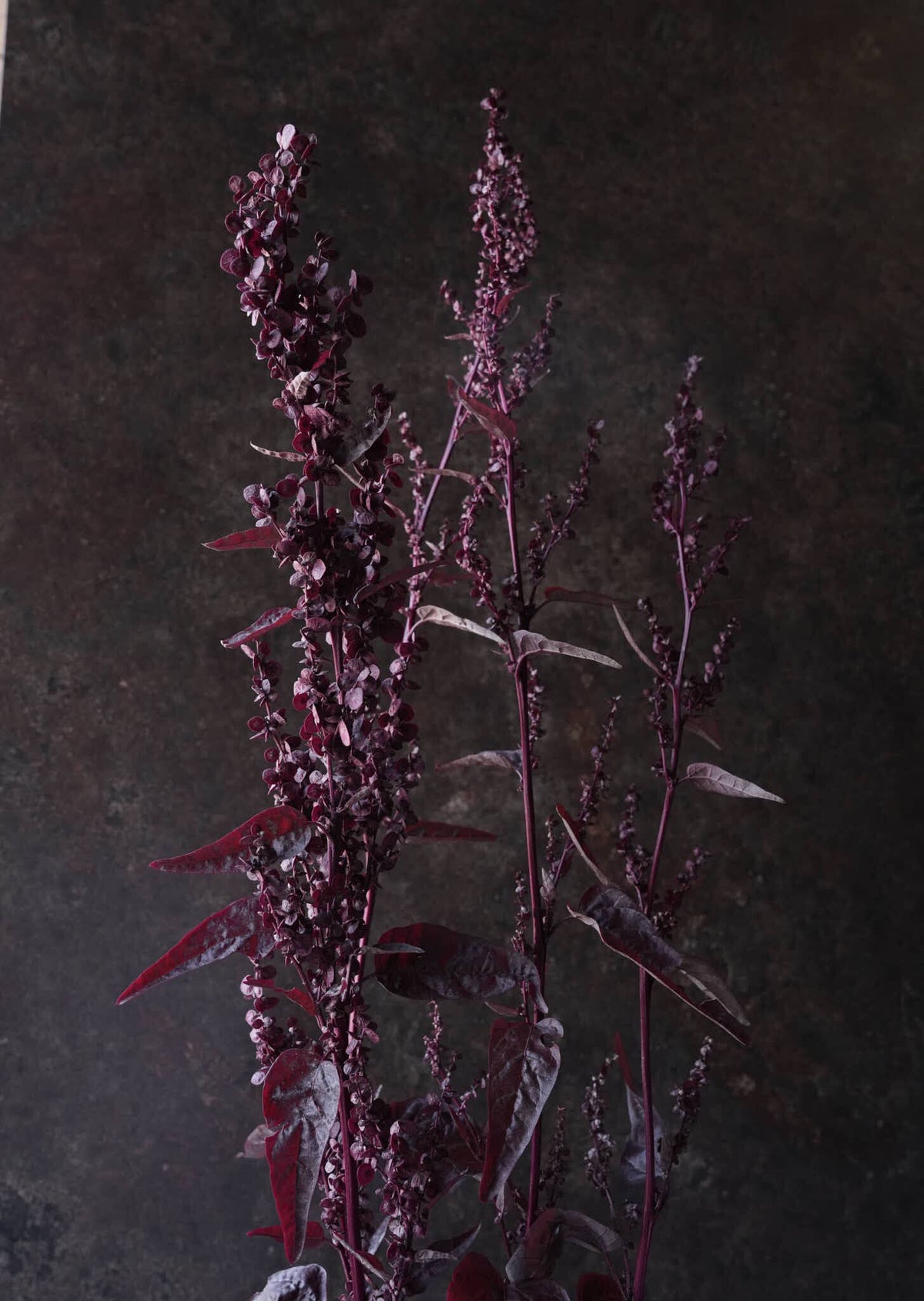 Havemælde 'Red Plume' Seed 